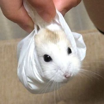 멀さんのプロフィール画像