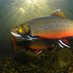 FEATHERED_FISH (@featheredfish) Twitter profile photo FEATHERED_FISH (@featheredfish) Twitter profile photo