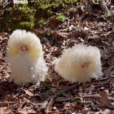 LouiaianaMeMe66's profile picture. These are the 6 reasons I follow politics now. I want to leave this world a better place for them to live their lives and raise their families.