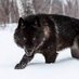 Wolf of Chappaqua (@wolfofchappaqua) Twitter profile photo Wolf of Chappaqua (@wolfofchappaqua) Twitter profile photo