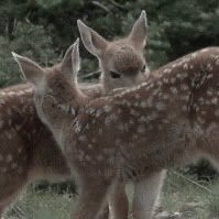 fauna *ੈ✩‧₊˚🦑🎰 (@faunasdiary) 's Twitter Profile Photo fauna *ੈ✩‧₊˚🦑🎰 (@faunasdiary) 's Twitter Profile Photo