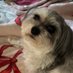 Dina Castrillon (@harperlee06) Twitter profile photo Dina Castrillon (@harperlee06) Twitter profile photo