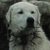 Rottie๐ญ๐ (@bitter_iiv) Twitter profile photo Rottie๐ญ๐ (@bitter_iiv) Twitter profile photo