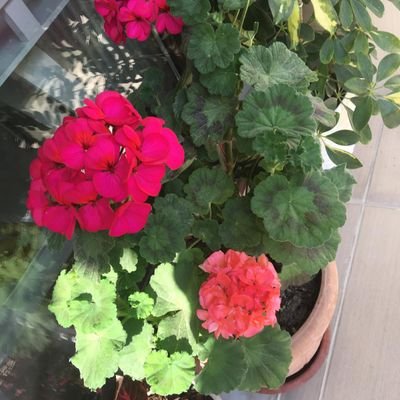 Fatma8262036005's profile picture. 