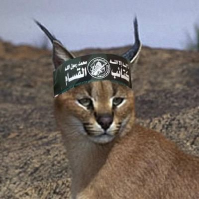 PRtwtConnected's profile picture. (esp/eng)
🇬🇹🇵🇸
Please direct any complaints to my handler @stef_man_idk