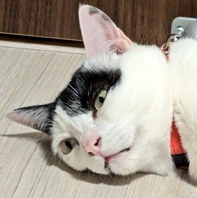 藤崎華楓(ふじさきかえ)さんのプロフィール画像