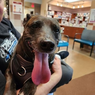No DMs please. Sports fan, dog lover, amateur baker, believes BLM, voting rights make us a democracy, hates fake people, and speaks her mind freely.