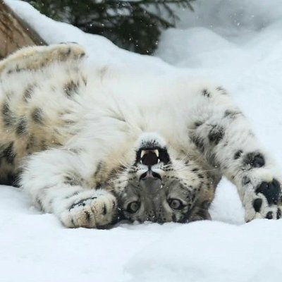 Banhammerlvr69's profile picture. lalala banner is made by oomfi.

Not rlly active on this twt acc, occasionally logging in to int w/friends

Dni Proship etc, just be normal around me please.