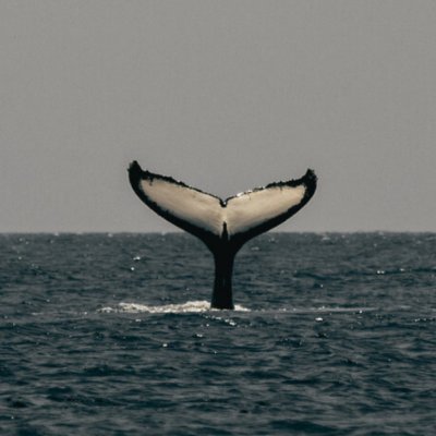 BapatAnmol's profile picture. Talks about Trading, investing, in the Indian Stock markets. 

No investment advice.