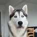 Simon Kaczmarek (@kaczmarek63668) Twitter profile photo Simon Kaczmarek (@kaczmarek63668) Twitter profile photo