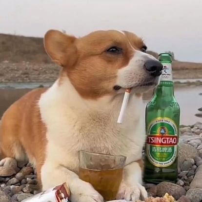 vickyfunk_'s profile picture. ask me about deleuze || invented orthomaterialism || brain damage conossieur || pack of wolfdogs || ふたイッヌ || angle or devil || bitch-mades dni