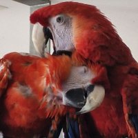 Angelika Pfeiffle (@apfeiffle93992) 's Twitter Profile