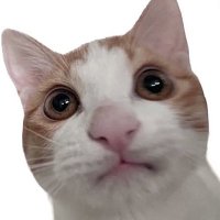 포 (@raidxlz) 's Twitter Profile
