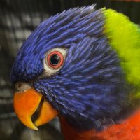 BullseyeNick (@bullseyenick198) 's Twitter Profile