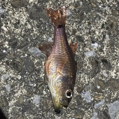 ssh_dev's profile picture. 初めて釣れた魚🐟 セキュリティしてるよ。