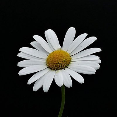 CHERRY568945's profile picture. 