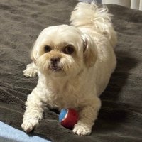 ぽ (@popopyn_1) Twitter profile photo