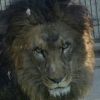 ライオンのように (@mirrorball_lion) Twitter profile photo