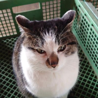 ゲーム、創作活動、創作応援アカです。カクヨム様にて、同名義で活動しています
https://t.co/MACj0FhBhW
読んで頂けるととても嬉しいです
トップ絵は今年の桜になります
よろしくおねがいしますm(__)m