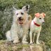 Bine 🐝 mit Jule 🐕und Emily🐕 (@heidebine) Twitter profile photo Bine 🐝 mit Jule 🐕und Emily🐕 (@heidebine) Twitter profile photo