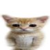 ringo (@h1qrs3) Twitter profile photo ringo (@h1qrs3) Twitter profile photo