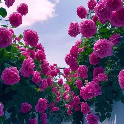 به دوست داشتنِ کسانی که
صادقانه و خالصانه دوستِتان دارند
مشغول باشید
که این بهترین و زیباترین دل مشغولیِ دنیاست…