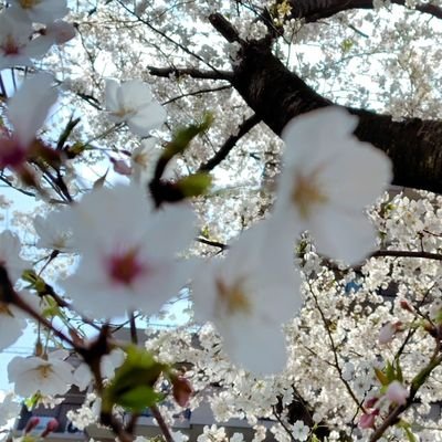 mayumin393939's profile picture. 山口県の日本海育ち。美しい自然や動物や花が好き🪻。スパイ防止法。解散命令反対！✨