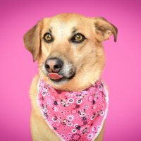 Pau✨ (PostMIR Season) (@mirabegromon) 's Twitter Profile Photo Pau✨ (PostMIR Season) (@mirabegromon) 's Twitter Profile Photo