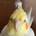 オカメインコのリーバルさん (@revali__okame) Twitter profile photo オカメインコのリーバルさん (@revali__okame) Twitter profile photo