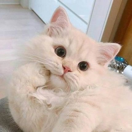 SwoopyTheLand's profile picture. FANS ACCOUNT | back up ✨️
CASKEY-SANGNGERN enthusiasts 🤡
💜 #JossGawin ❤️
@Swoopyland my main 😘
Mainly for the AUs 🌙🐻🐧