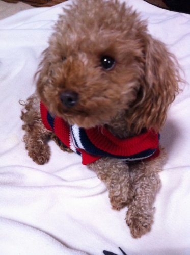 pikapika1993's profile picture. 20↑の成人済み/社会人/物書き趣味/米民🌾/呪術廻戦/DC/ 夢主/文スト（織田作フリーク）/血界戦線・スティレオ（レオ受けなら基本何でも好き）/GIANTKILLING（達海・椿が大好き。でも、みんな好き） たまにオリジナルの話もあるかも。 フォローはお気軽に。