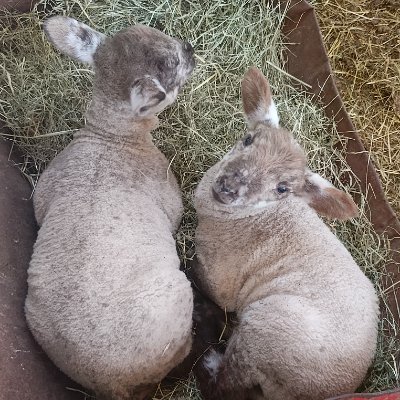 Zierdecha's profile picture. 