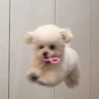 bibigurl (@janggkho) 's Twitter Profile Photo bibigurl (@janggkho) 's Twitter Profile Photo