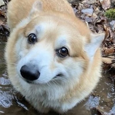 arxticfox's profile picture. dia-dah-be-ph-e | mc'26