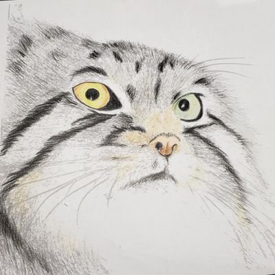 じゃずにゃんこฅ^•ω•^ฅさんのプロフィール画像