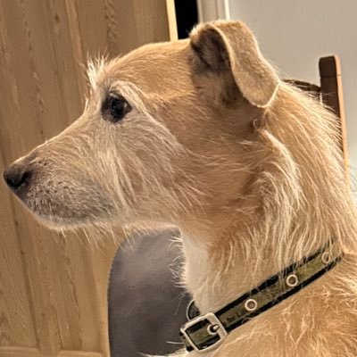 ro5coe1979's profile picture. Dad, Dog Father, Proud of my family. All views are my own, or stolen from someone else.