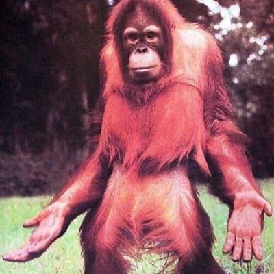 Pimentel3hq's profile picture. 