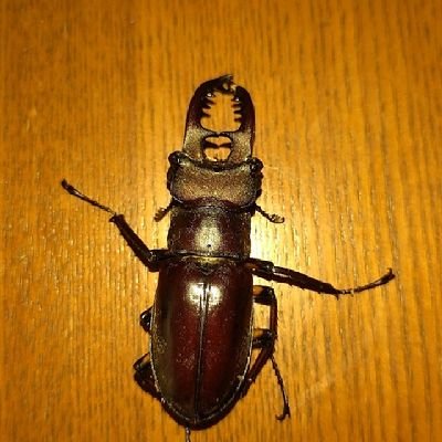 ep2X5CF3gl76501's profile picture. 音楽は基本ビート感があるやつが好きです。でもブルースも好き。ベンチャーズ、クラプトン、デープパープル、ビートルズ、浜田省吾、等など影響を受けたミュージシャン多数、勿論昭和歌謡も。ギターあがりのエレベ弾きのバンマスです。山登りも心洗われますね。妻と山菜採りも年中行事。家庭連合は心のよりどころ。一番大切な家族の絆の源です。