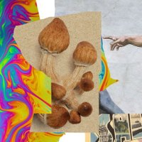 Shrooms Core (@shrooms_core) 's Twitter Profile Photo Shrooms Core (@shrooms_core) 's Twitter Profile Photo