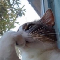 Dalal (@doo_ayoub301) 's Twitter Profile