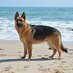 German Shepherd (@5germanshepherd) Twitter profile photo German Shepherd (@5germanshepherd) Twitter profile photo
