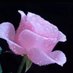 سكار فييس (@alqlmy1159) Twitter profile photo سكار فييس (@alqlmy1159) Twitter profile photo
