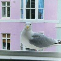 R 🌻 (@rhl19731) Twitter profile photo