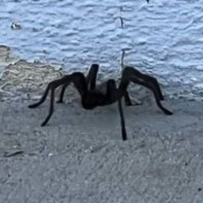 riqueluixz's profile picture. 🌹🥀🌹🥀