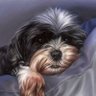 seamanarts's profile picture. Artist & Photographer