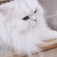 すがわら🐰📛 (@k_ht_aa) Twitter profile photo