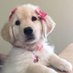 ayla! (after bark) 🐾 (@aylaafterbark) Twitter profile photo ayla! (after bark) 🐾 (@aylaafterbark) Twitter profile photo