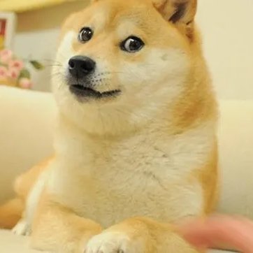 fundogvidz's profile picture. Cute and Funny Dog Videos.

💬DM for Removal (DMCA) and Queries💬