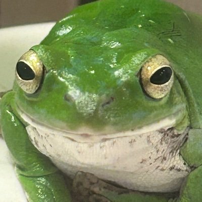 schlegelsfrog's profile picture. カエル飼育しています。 #カエル #アマガエル #ガマガエル #ヒキガエル #シュレーゲルアオガエル #モリアオガエル #フォロバ100 #フォロバ100変な垢以外 DMは無視します。