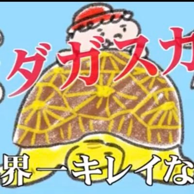 亀さん 亀 リクガメ 陸亀 陸ガメ かめ かめさん かわいい リアル カメ